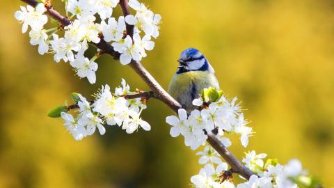 花间枝头上的小鸟图片