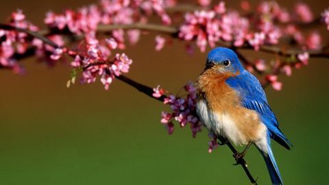 花间枝头上的小鸟图片