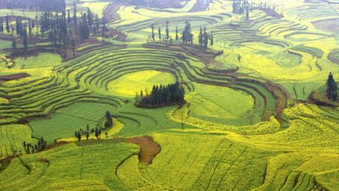 金灿灿的油菜花图片