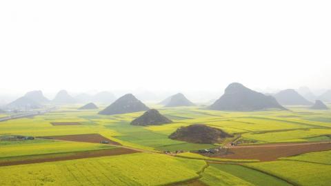 金灿灿的油菜花图片