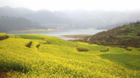金灿灿的油菜花图片