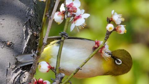 花间枝头上的小鸟图片