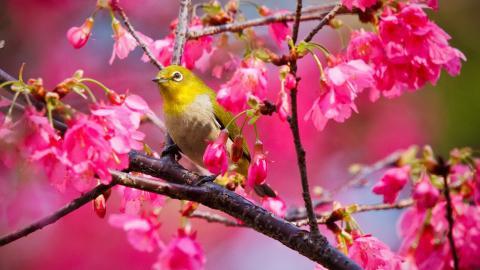 花间枝头上的小鸟图片