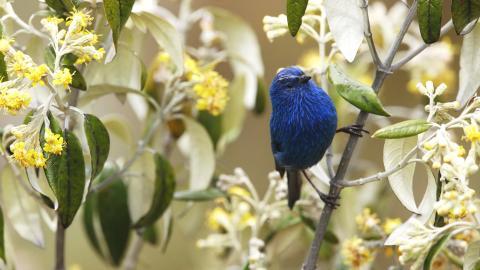 花间枝头上的小鸟图片