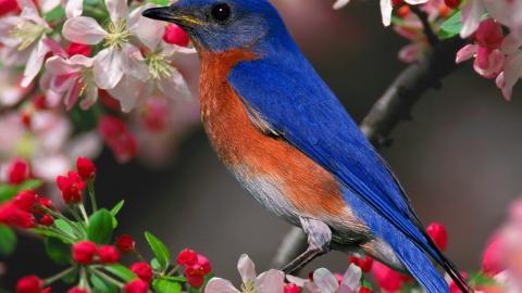 花间枝头上的小鸟图片