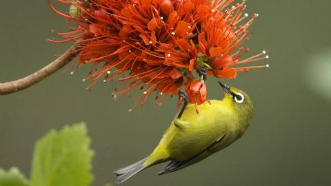 花间枝头上的小鸟图片