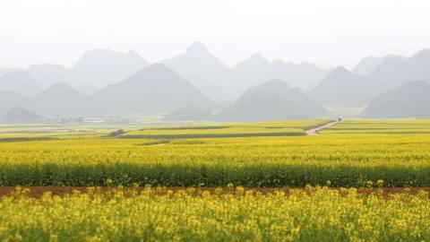 金灿灿的油菜花图片