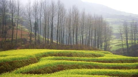 金灿灿的油菜花图片