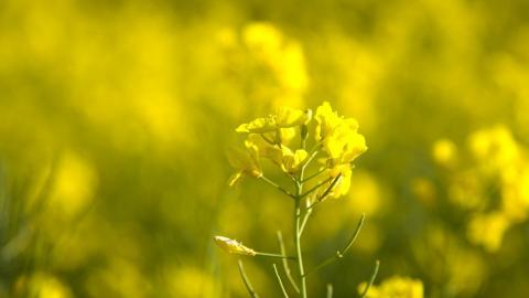 金灿灿的油菜花图片