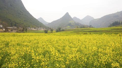金灿灿的油菜花图片