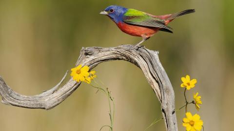 花间枝头上的小鸟图片