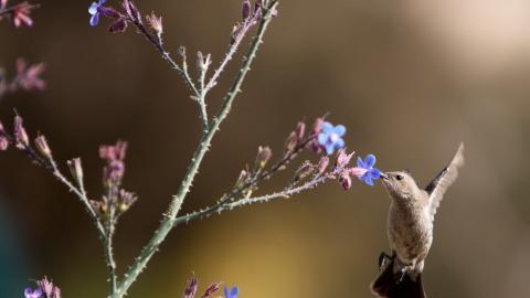 花间枝头上的小鸟图片