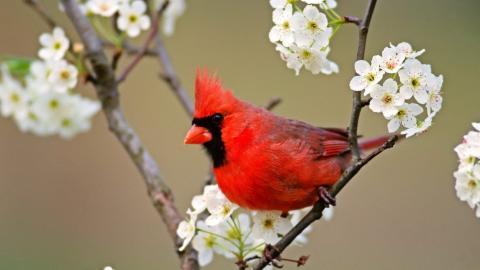 花间枝头上的小鸟图片