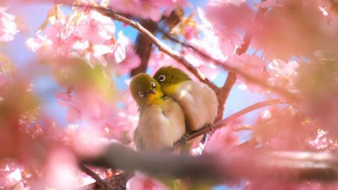 花间枝头上的小鸟图片