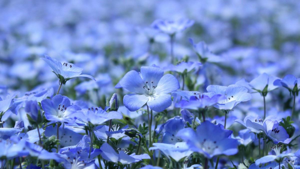 唯美紫色淡雅亚麻花图片大全