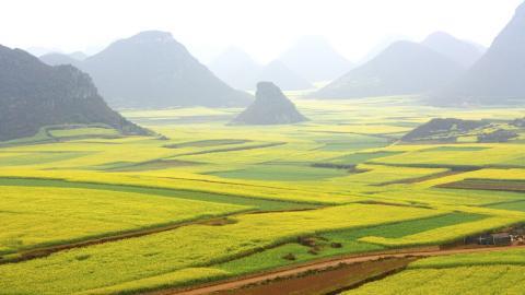 金灿灿的油菜花图片