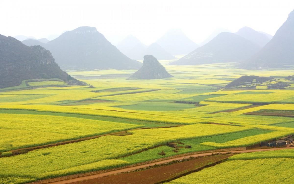 金灿灿的油菜花图片