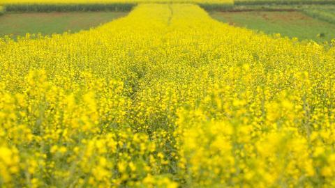 金灿灿的油菜花图片