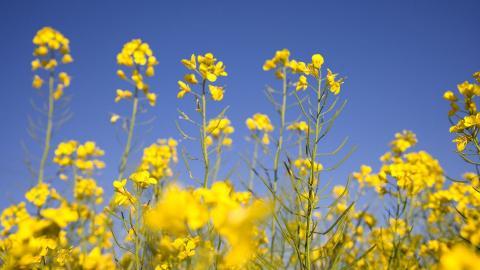 金灿灿的油菜花图片