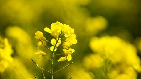 金灿灿的油菜花图片