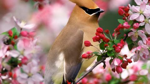 花间枝头上的小鸟图片