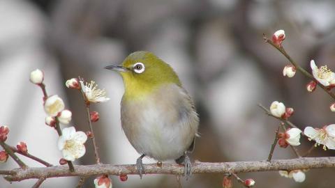 花间枝头上的小鸟图片