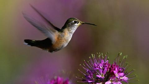 花间枝头上的小鸟图片
