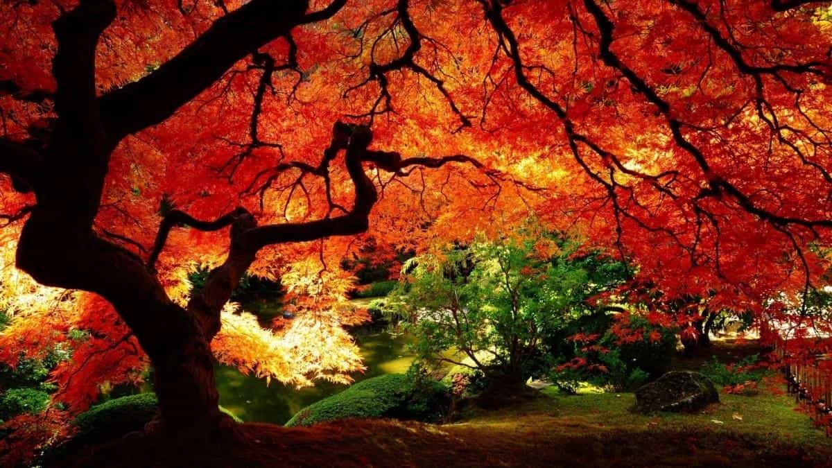 秋天的童话风景图片