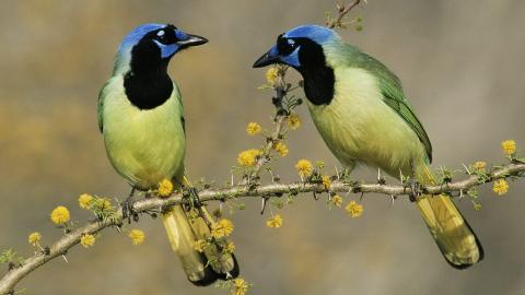花间枝头上的小鸟图片