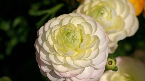 花毛茛(又称芹菜花和波期毛茛)图片