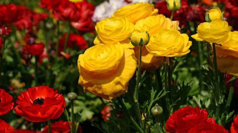 花毛茛(又称芹菜花和波期毛茛)图片