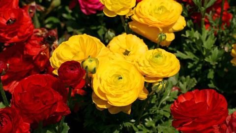 花毛茛(又称芹菜花和波期毛茛)图片