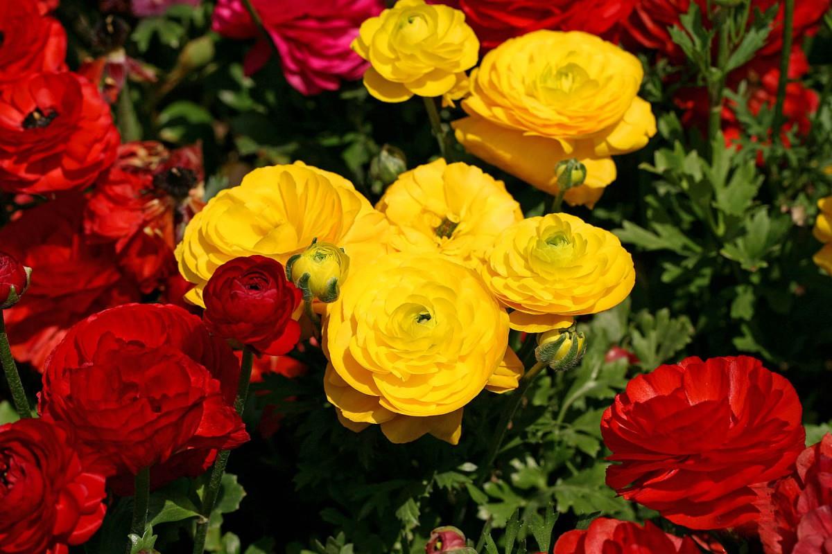 花毛茛(又称芹菜花和波期毛茛)图片