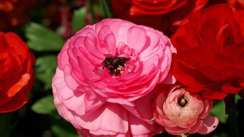 花毛茛(又称芹菜花和波期毛茛)图片