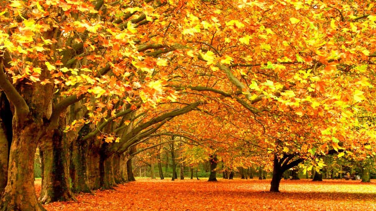 秋天的童话风景图片