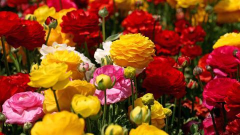 花毛茛(又称芹菜花和波期毛茛)图片