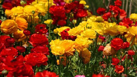 花毛茛(又称芹菜花和波期毛茛)图片