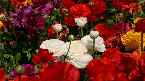 花毛茛(又称芹菜花和波期毛茛)图片