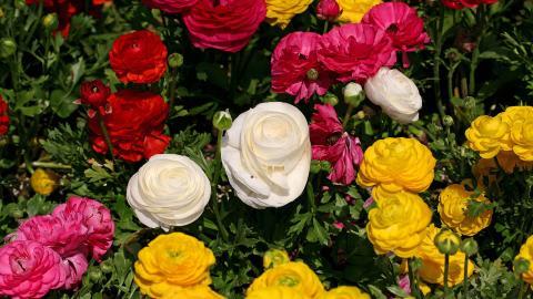 花毛茛(又称芹菜花和波期毛茛)图片