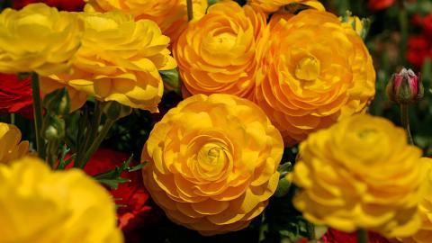 花毛茛(又称芹菜花和波期毛茛)图片