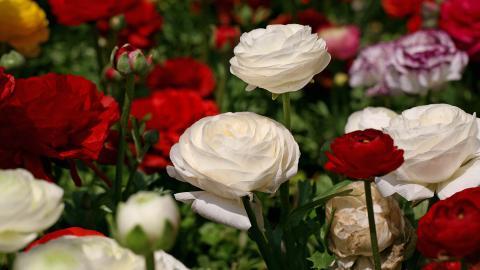 花毛茛(又称芹菜花和波期毛茛)图片