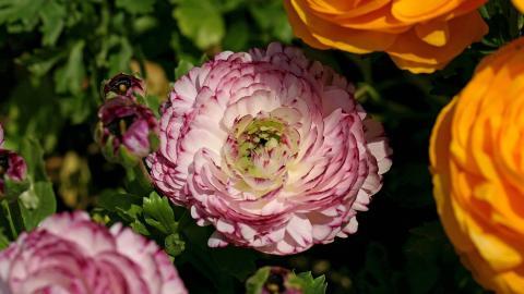 花毛茛(又称芹菜花和波期毛茛)图片