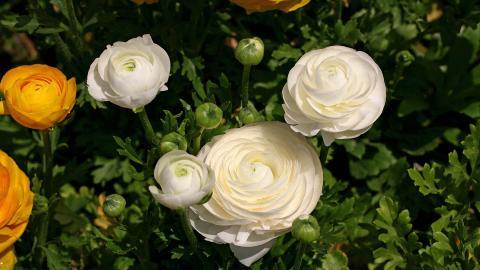 花毛茛(又称芹菜花和波期毛茛)图片