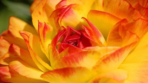 花毛茛(又称芹菜花和波期毛茛)图片