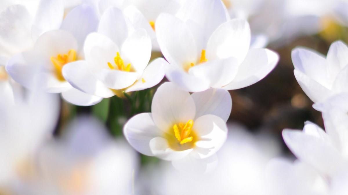 藏红花(番红花和西红花)图片