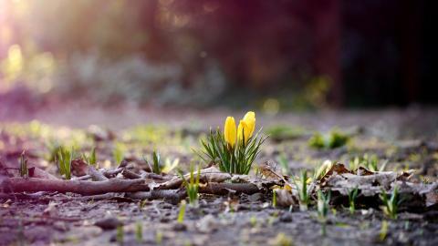 藏红花(番红花和西红花)图片