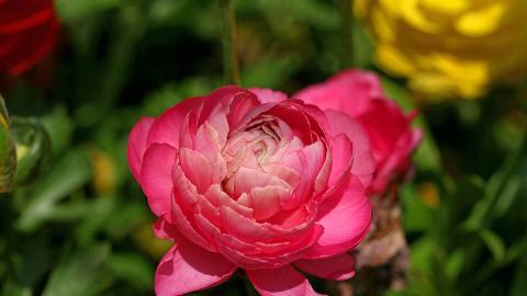 花毛茛(又称芹菜花和波期毛茛)图片