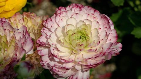 花毛茛(又称芹菜花和波期毛茛)图片