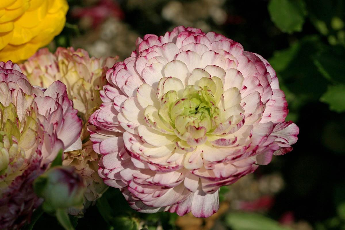 花毛茛(又称芹菜花和波期毛茛)图片