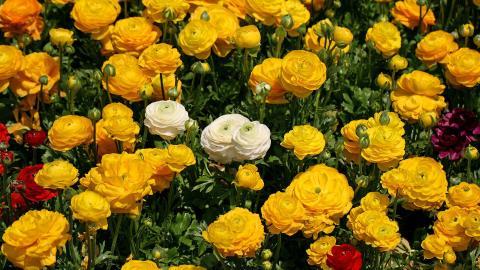 花毛茛(又称芹菜花和波期毛茛)图片